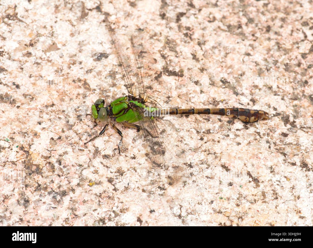 Libellule rouillée (Ophiogomphus rupinsulensis) photographiée près de la rivière Pine dans le comté de Florence, Wisconsin. Banque D'Images