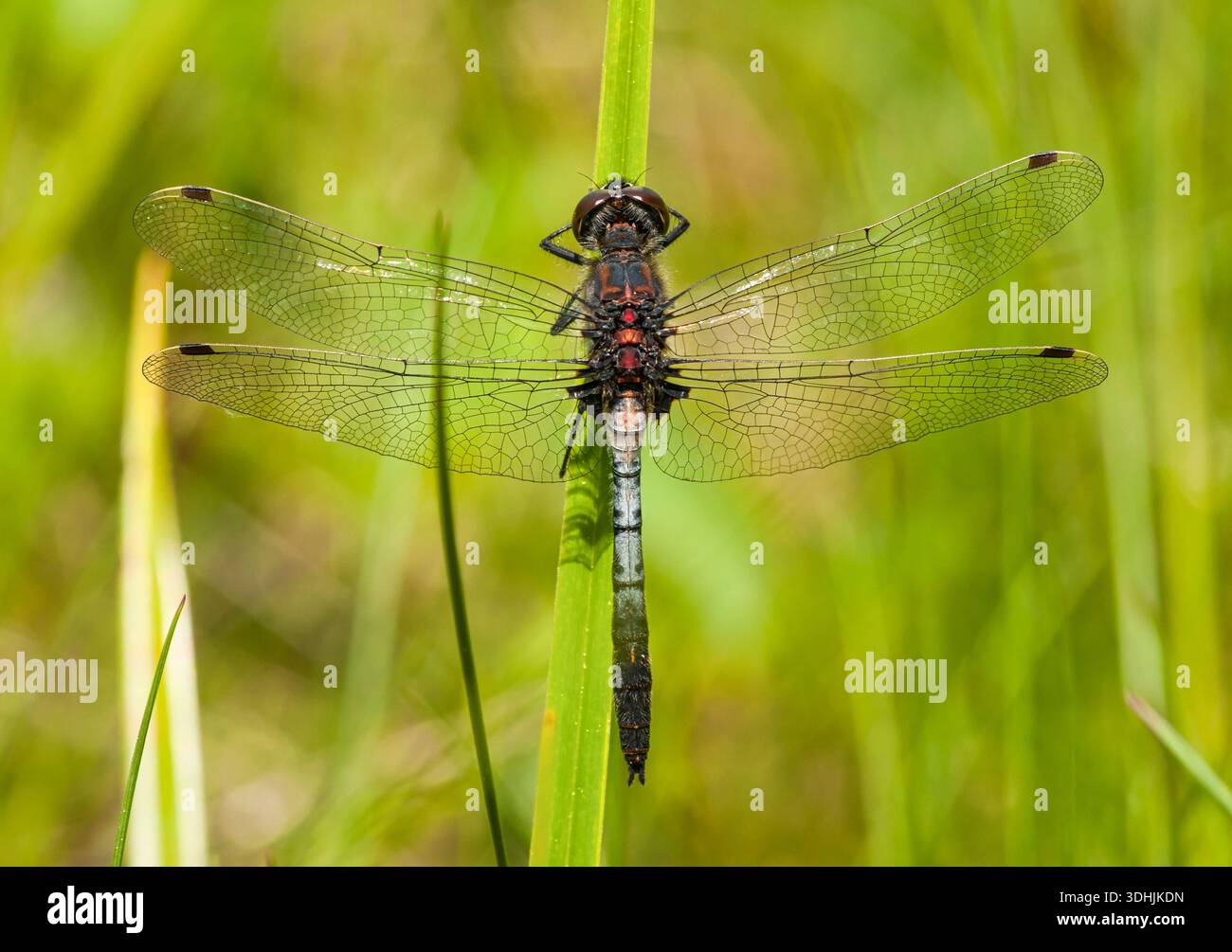 Libellule blanche (Leucorrhinia proxima) reposant sur une tige de plante dans le comté de Florence, Wisconsin. Banque D'Images