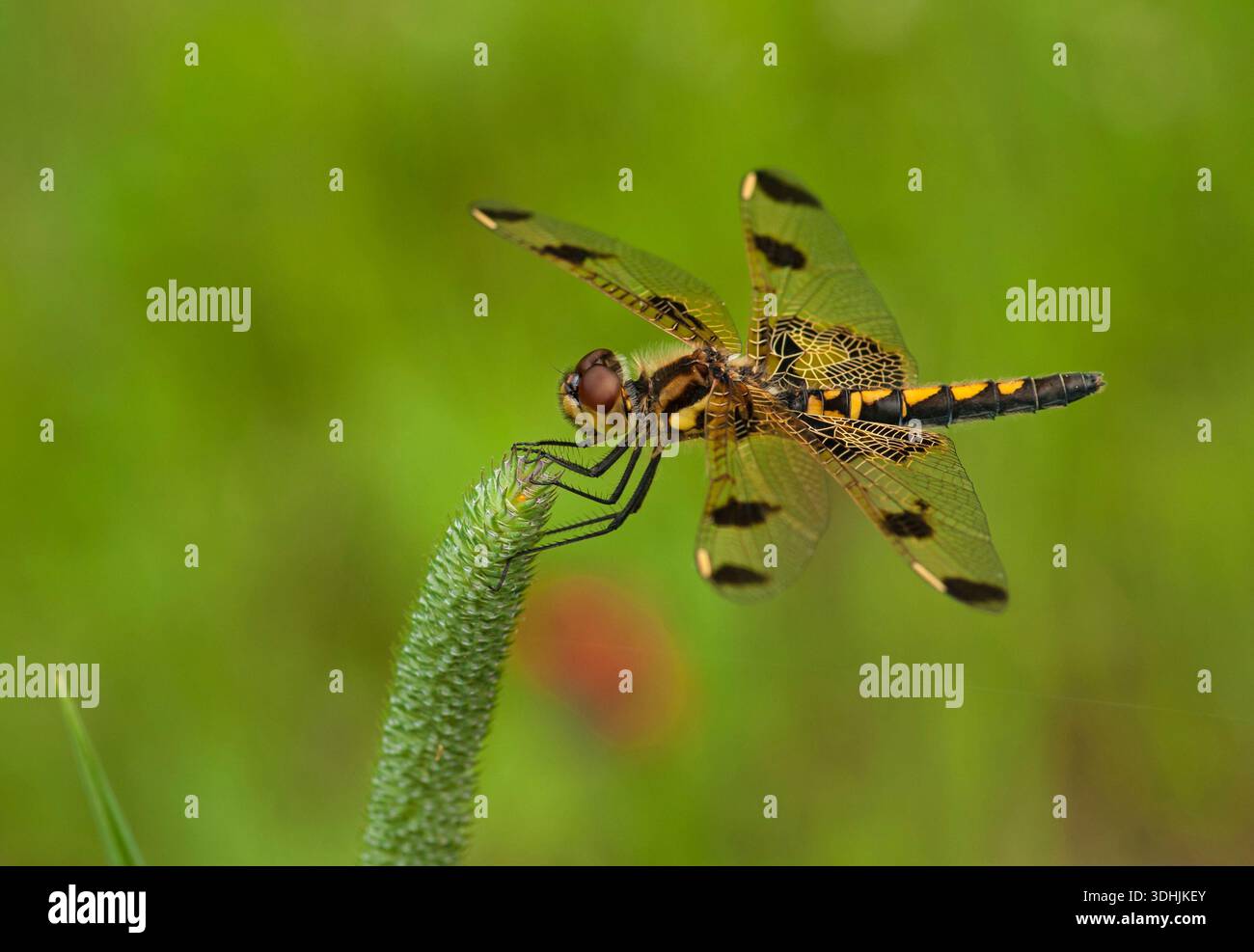 La libellule Calico Pennant femelle (Celithemis elisa) se perche sur la tête de semis d'herbe lors de la chasse dans le comté de Florence, Wisconsin. Banque D'Images