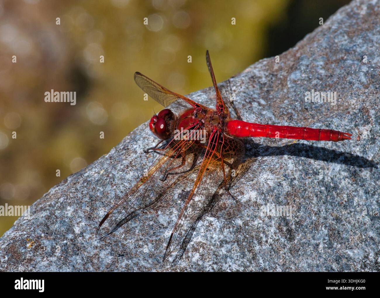 Le cardinal Meadowhawk (Sympetrum illotum) repose sur un rocher riverain au parc point Defiance à Tacoma, Washington. Banque D'Images