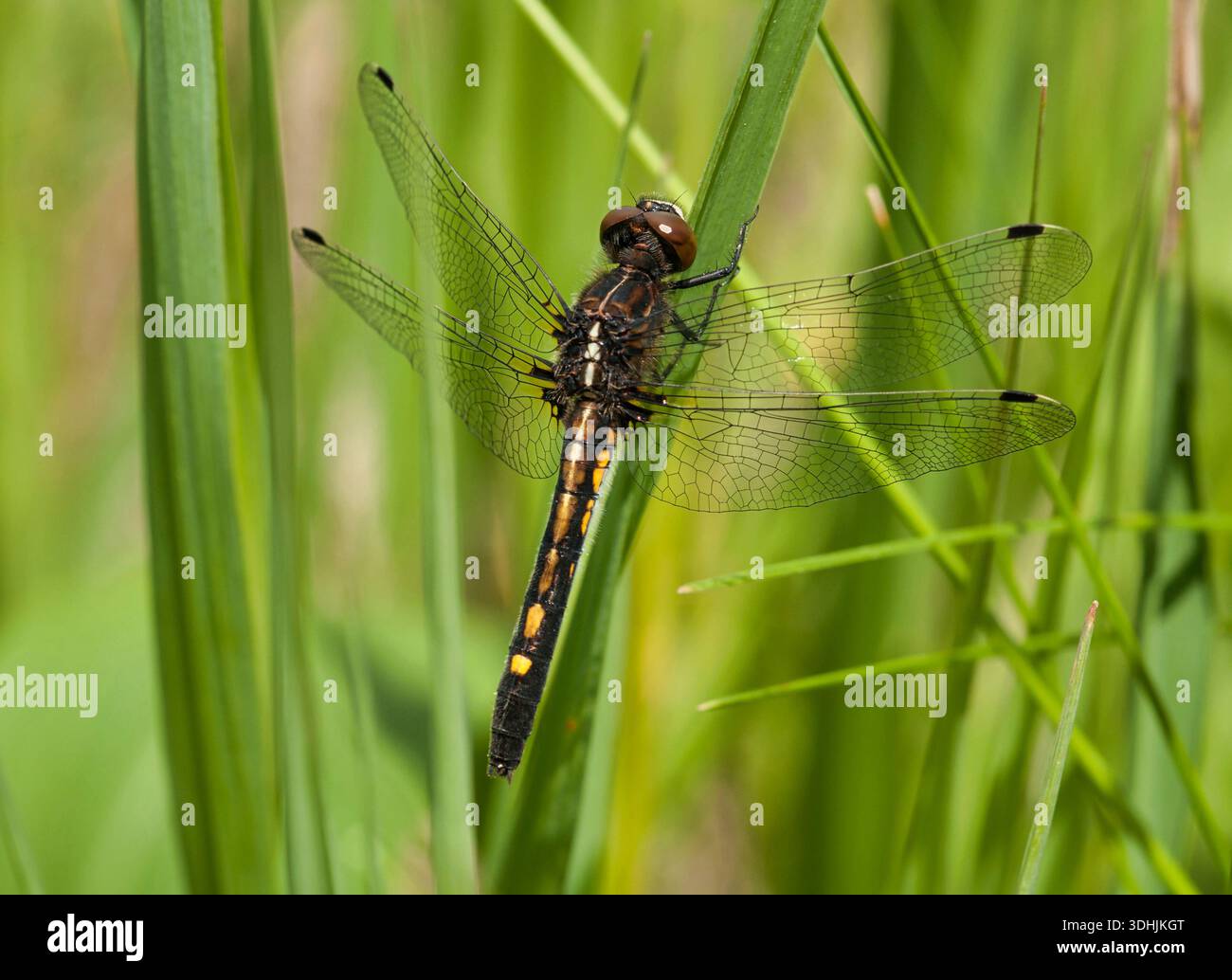 Perchoirs juvéniles de libellules à queue blanche (Leucorrhinia intacta) dans la végétation des milieux humides près de Burlington, Wisconsin. Banque D'Images