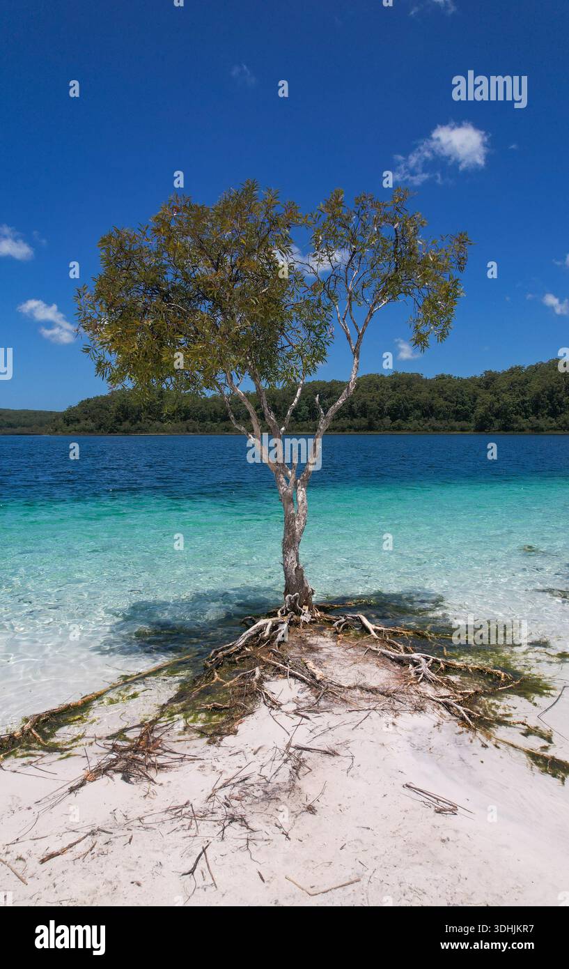 Vue aérienne d’un arbre à thé solitaire debout dans les eaux turquoises claires du lac McKenzie, île K’Gari Fraser, Queensland, Australie. Banque D'Images