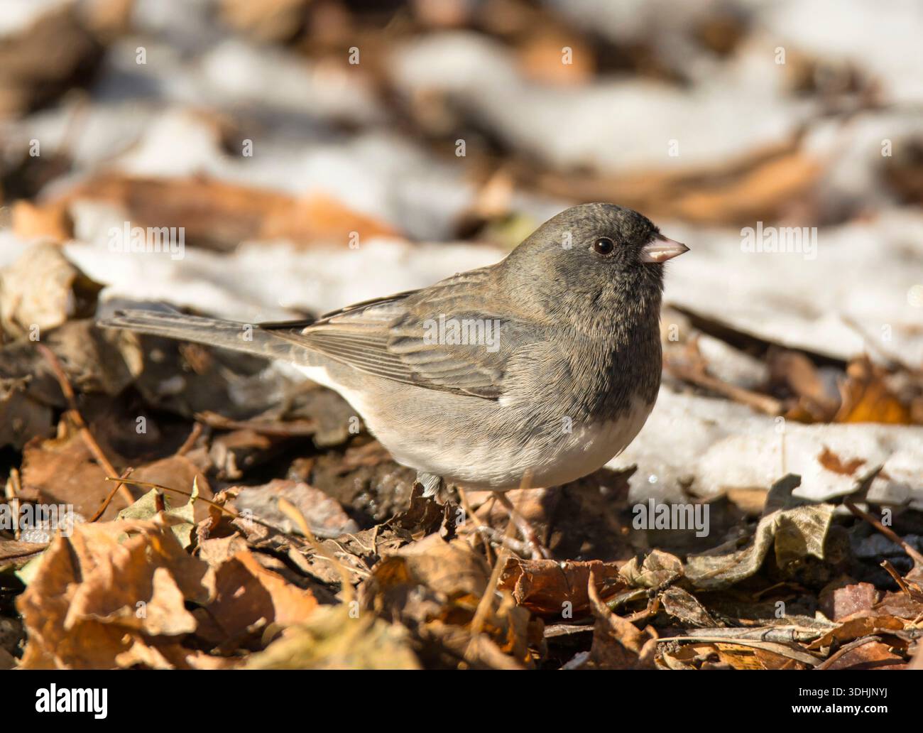 Junco (Junco hyemalis) aux yeux foncés se nourrissant sous une station d'alimentation des oiseaux du Wisconsin au début de l'hiver près de racine, Wisconsin. Banque D'Images