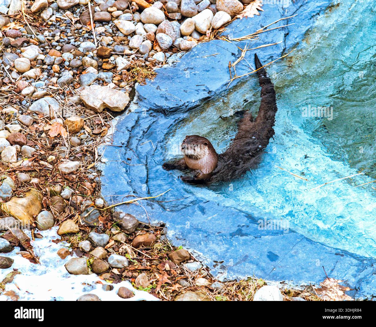 Loutre dans la piscine - Ecomuseum Banque D'Images