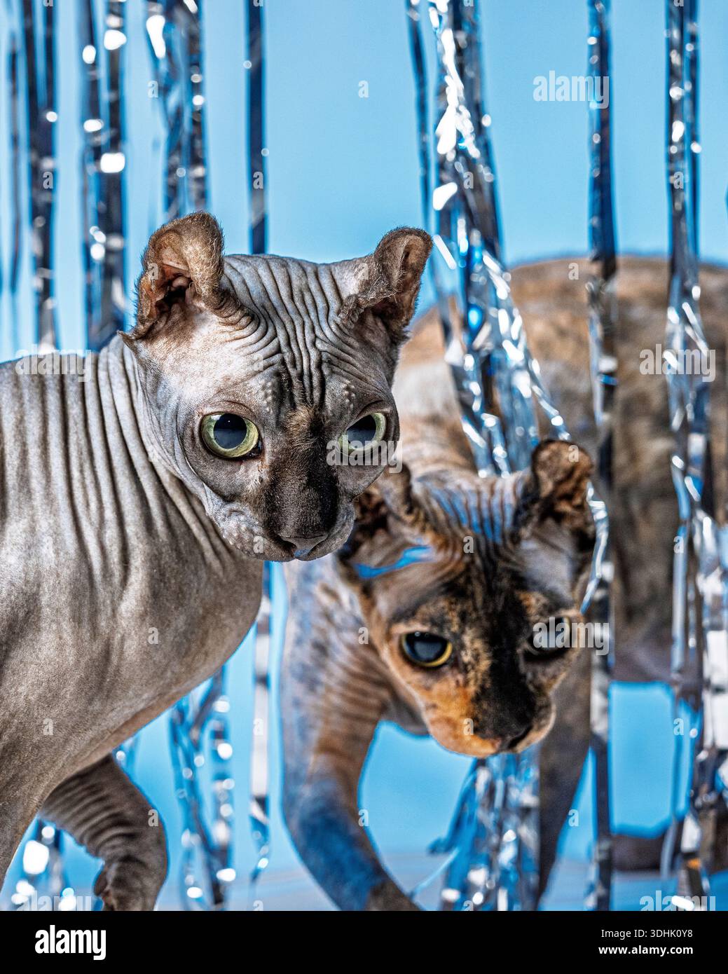 Un portrait en studio de deux chats Sphynx elfiques femelles sur un fond bleu. Banque D'Images