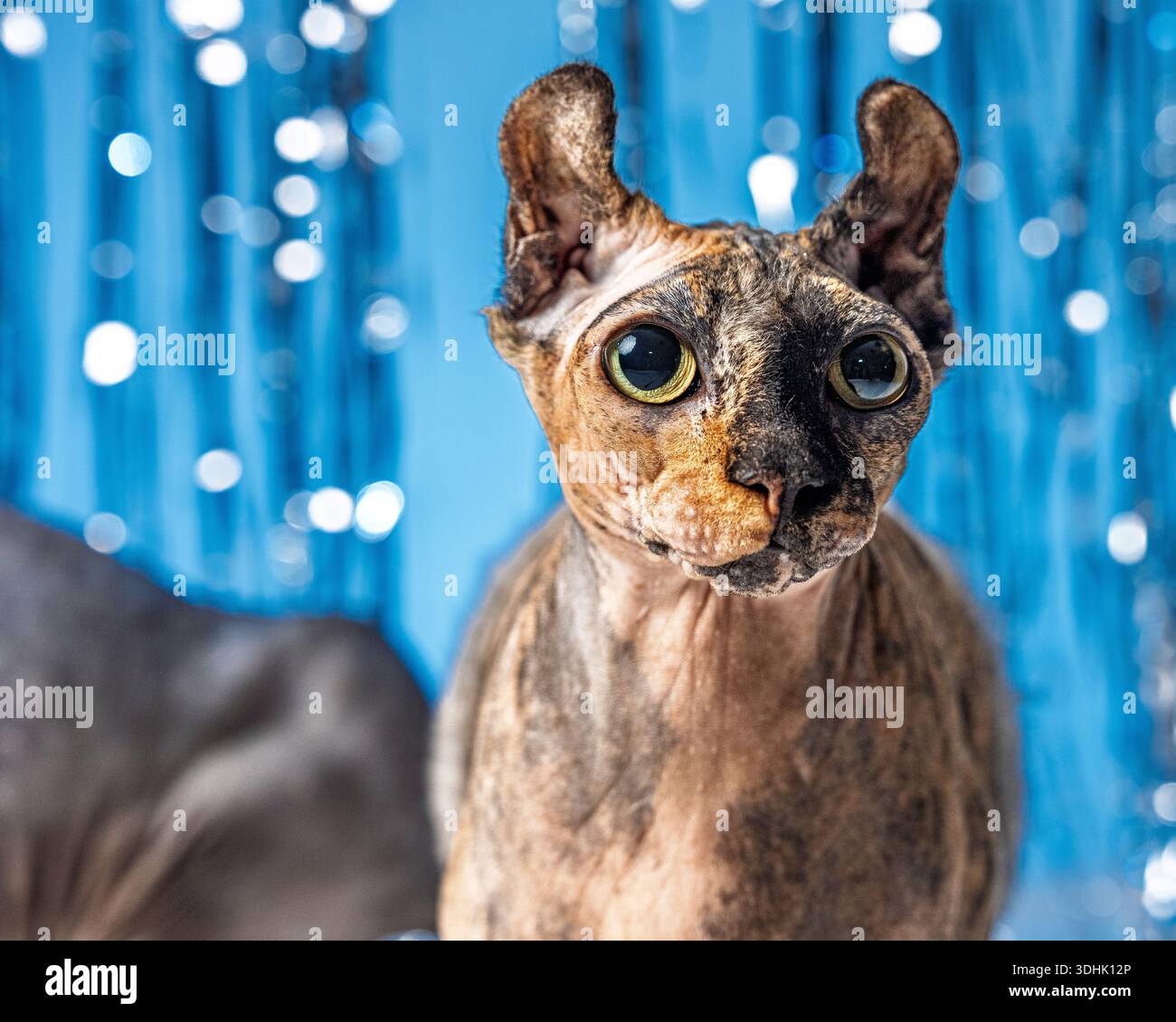 Un portrait en studio d'une chatte Sphynx elfe brune sur un fond bleu. Banque D'Images