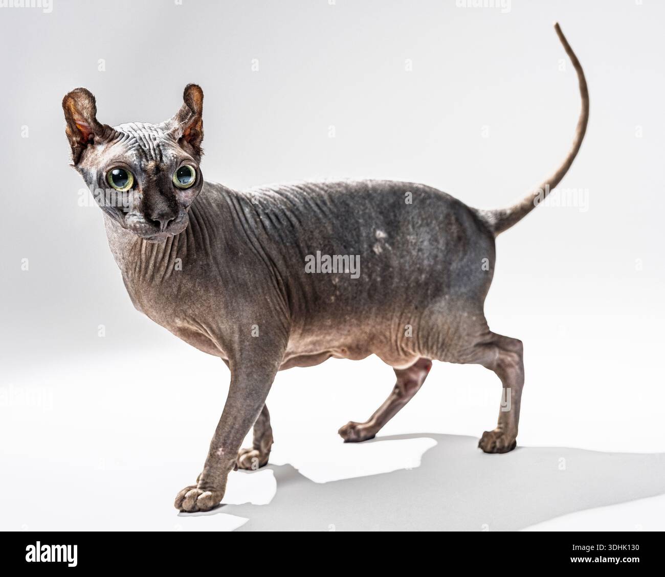 Un portrait en studio d'une chatte Sphynx elfe grise sur fond blanc. Banque D'Images