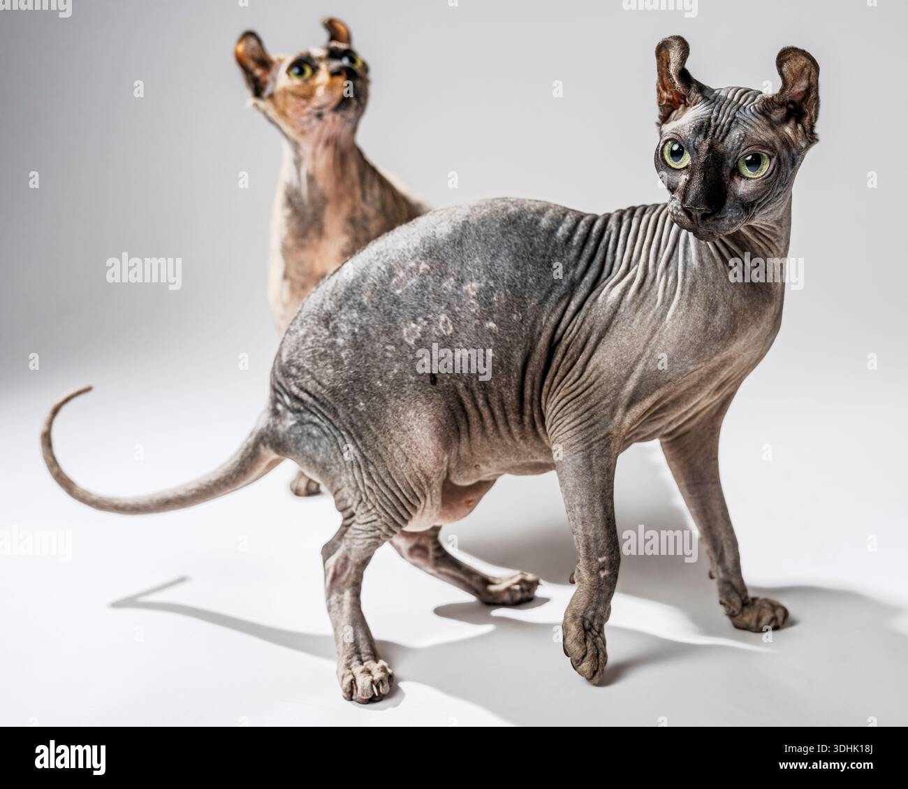 Un portrait en studio de deux chats Sphynx elfes femelles sur fond blanc. Banque D'Images
