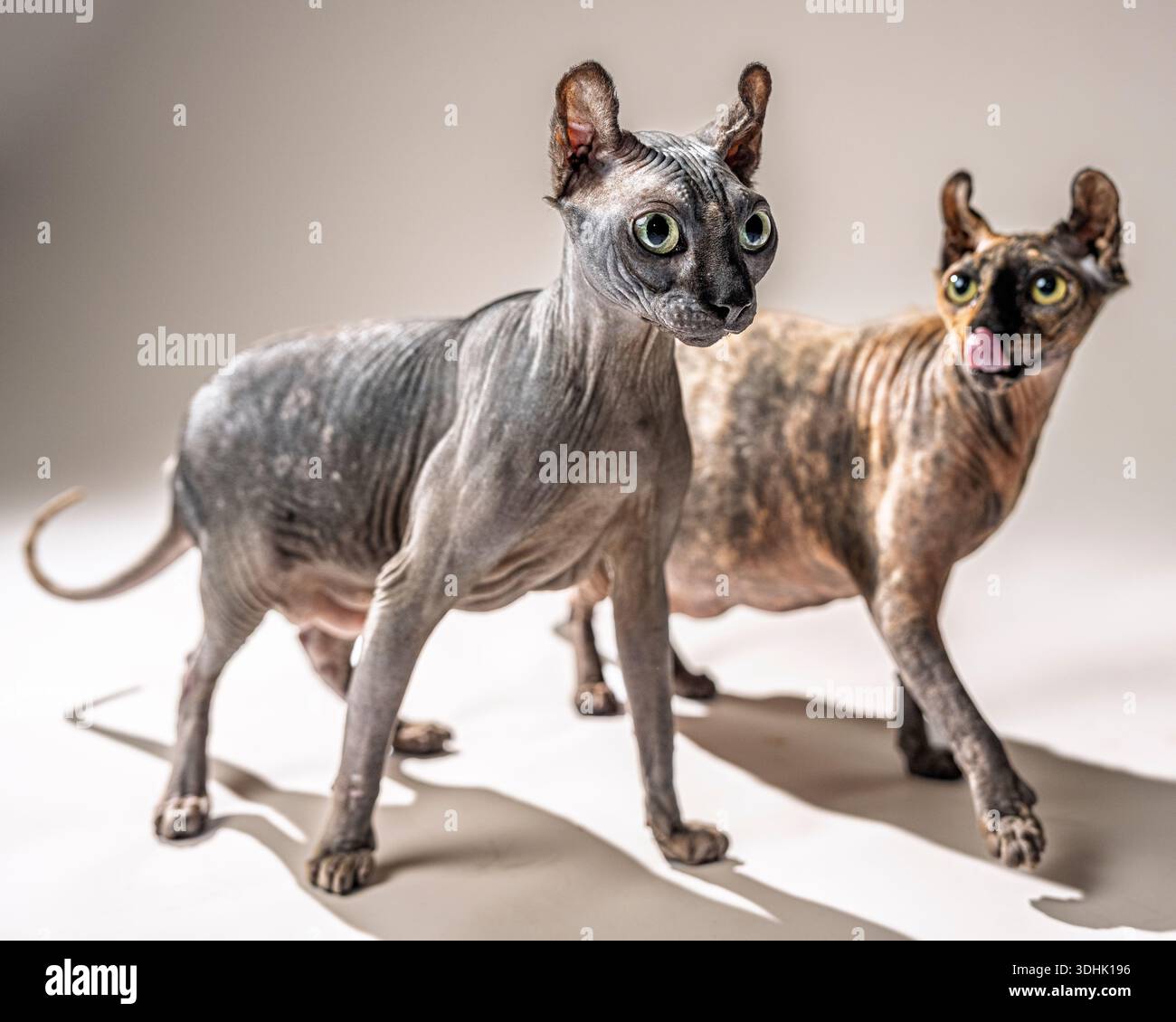 Un portrait en studio de deux chats Sphynx elfes femelles sur fond blanc. Banque D'Images