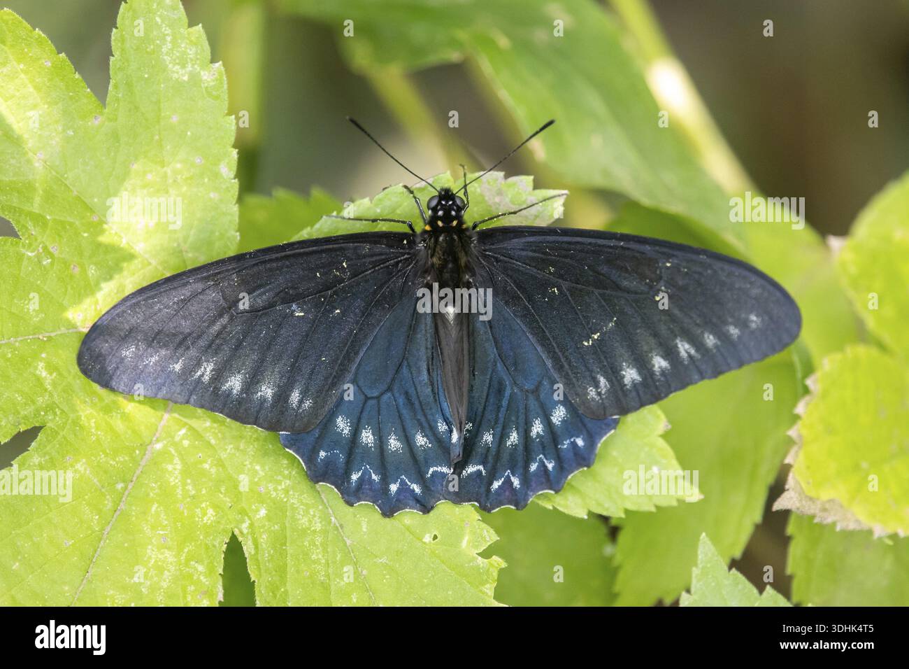 Papillon noir du genre borde de Jade (Battus polystictus) dans une réserve naturelle, Buenos Aires, Argentine Banque D'Images