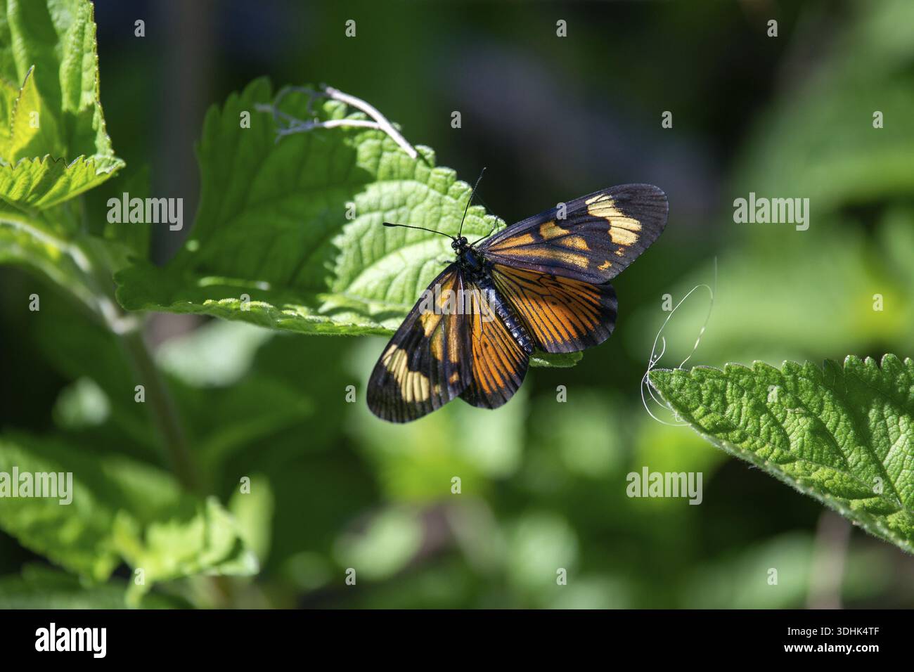 Papillon de l'espèce Perezosa grande (Actinote pyrrha pyrrha) dans une réserve naturelle de Buenos Aires, Argentine Banque D'Images