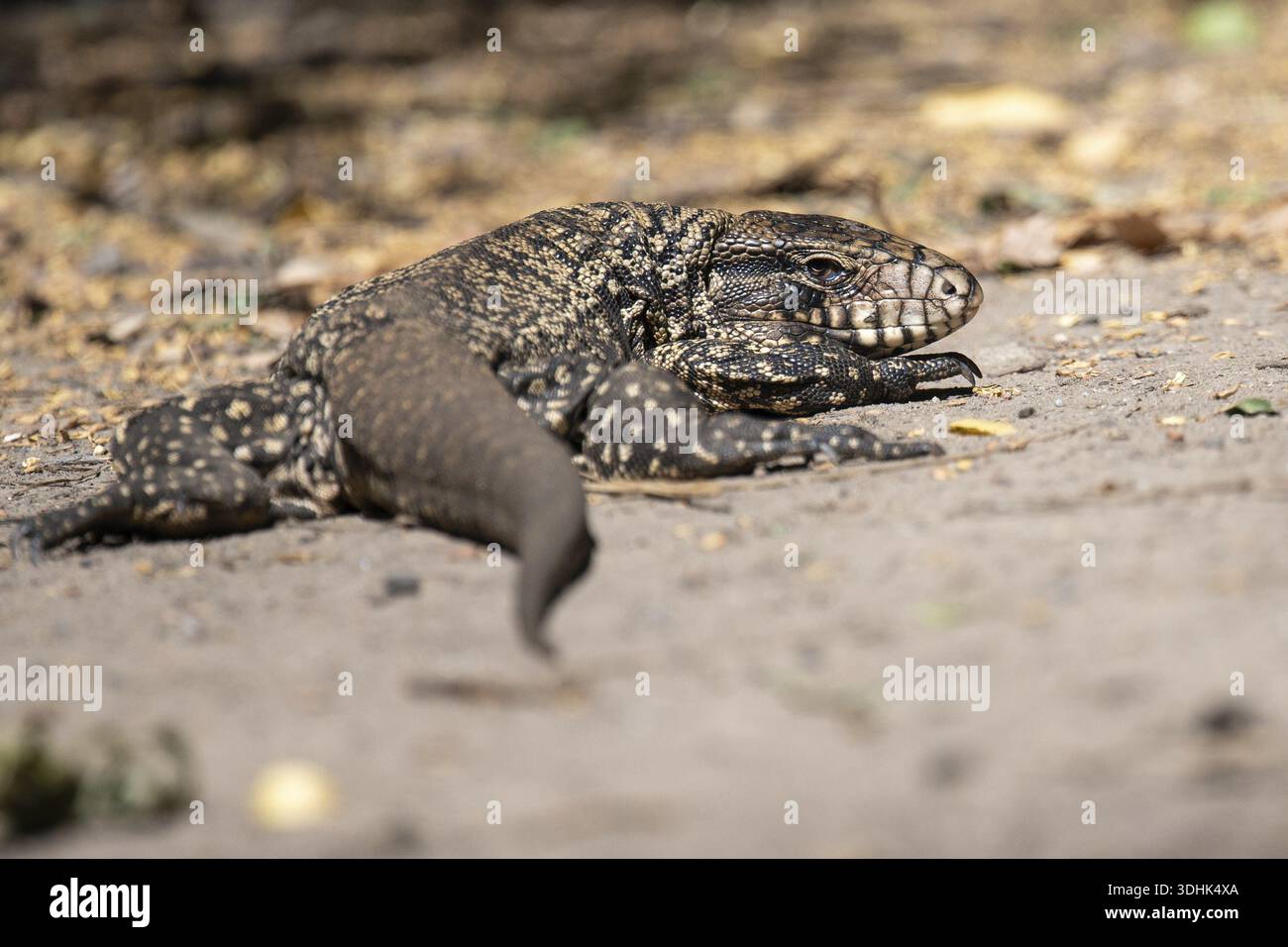 Tegu doré (Tupinambis teguixin) à l'état sauvage dans une réserve naturelle de Buenos Aires, Argentine Banque D'Images