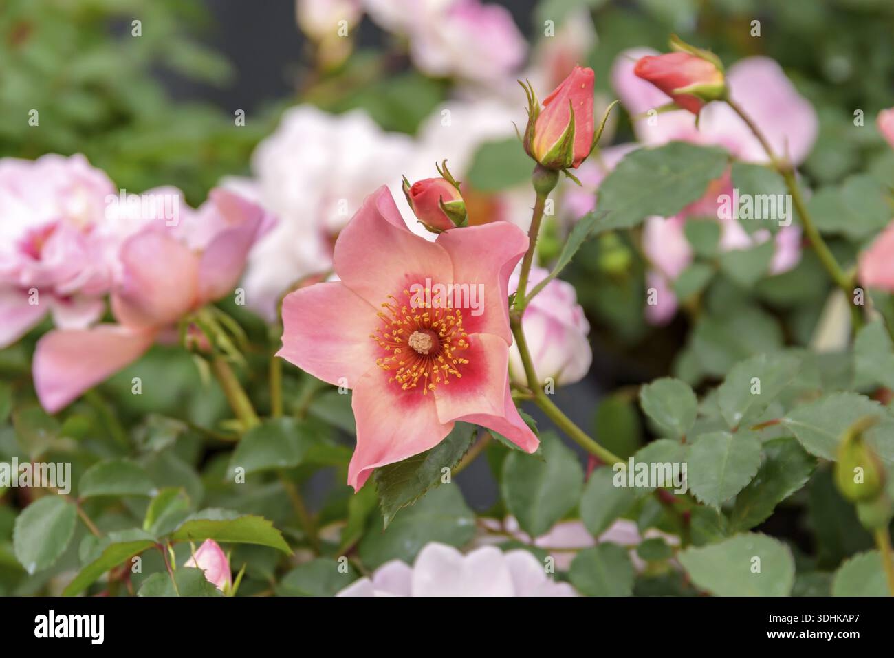 Persona-Rosa (Rosa POUR VOS YEUX SEULEMENT), Plantarium 2016, pays-Bas Banque D'Images