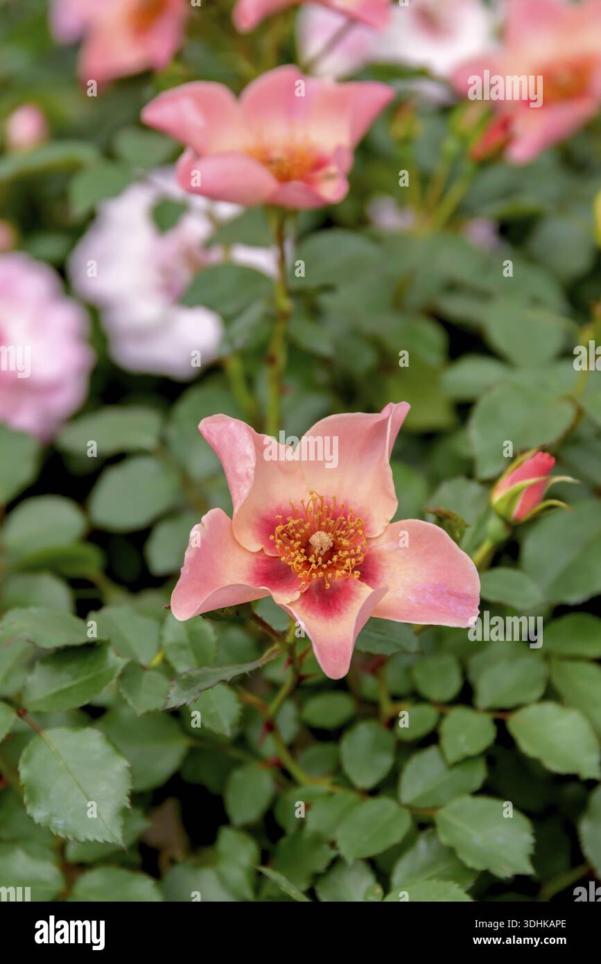 Persica rose (Rosa POUR VOS YEUX SEULEMENT), Plantarium 2016, pays-Bas Banque D'Images
