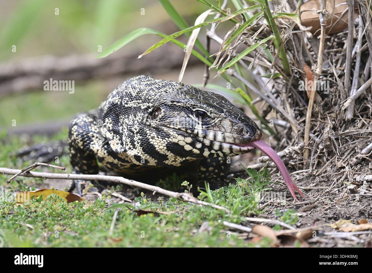 Tegu doré (Tupinambis teguixin) à l'état sauvage dans une réserve naturelle de Buenos Aires, Argentine Banque D'Images