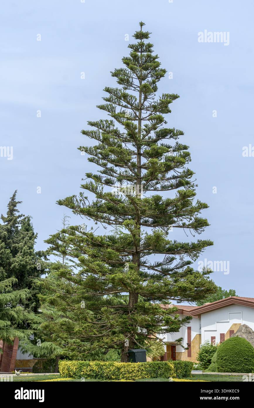 Norfolk araucaria (Araucaria heterophylla), jardin d'observation, Université des sciences appliquées W, Iran Banque D'Images
