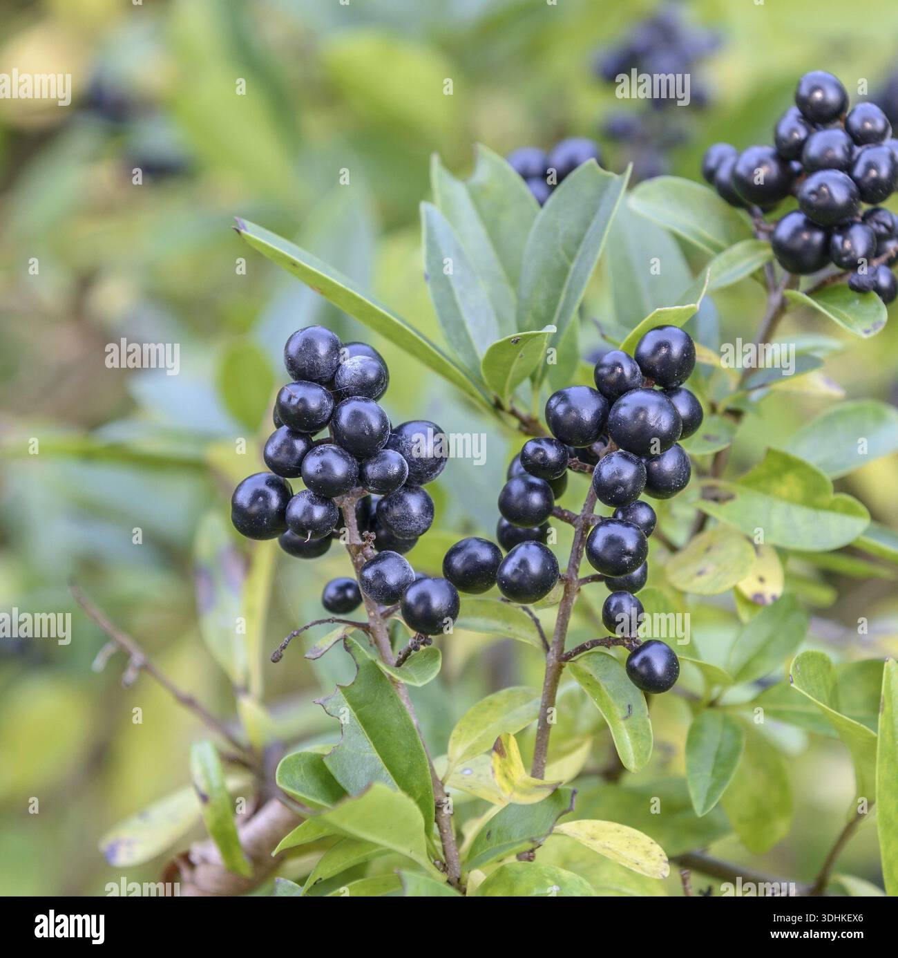 Saule de pluie (Ligustrum vulgare), Allemagne Banque D'Images