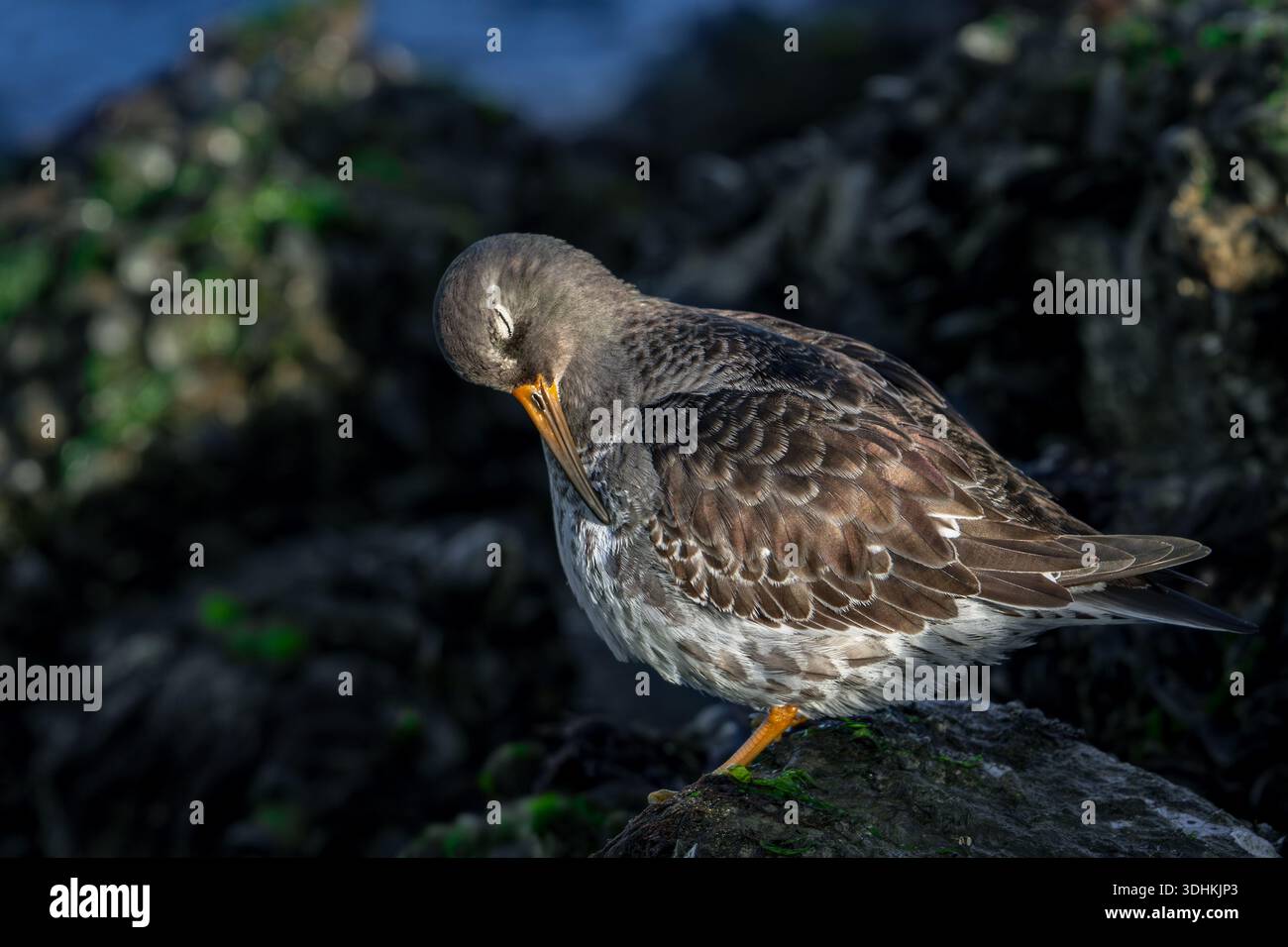 Pier de sable violet (Calidris maritima) dans le plumage non reproductif préfermant des plumes parmi les rochers sur la rive rocheuse le long de la côte de la mer du Nord en hiver Banque D'Images
