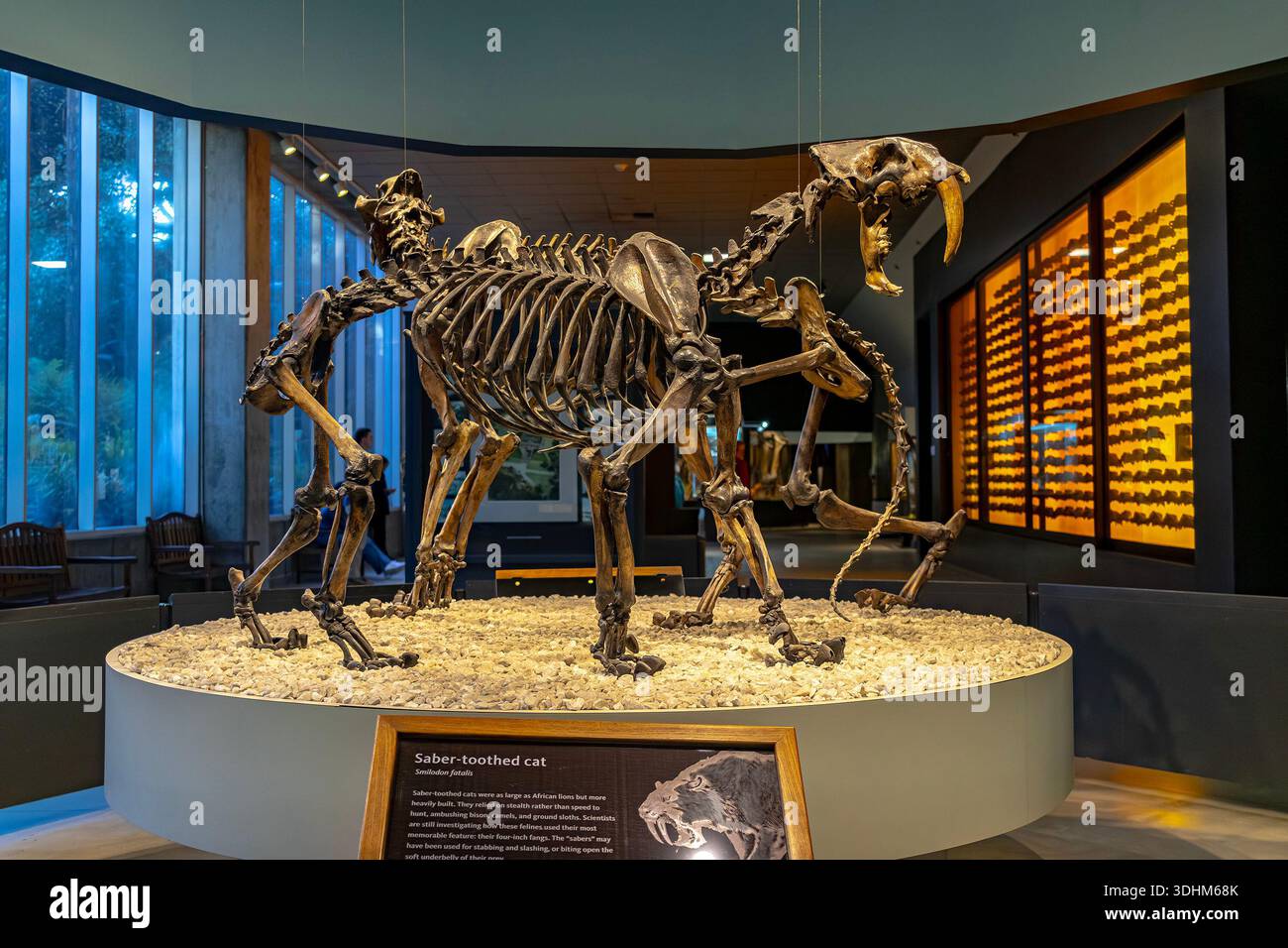 Tigre à dents de sabre, chat à dents de sabre, fossile de fatalis de Smilodon exposé au musée George C. page de la Brea Tar Pits à Los Angeles, en Californie Banque D'Images