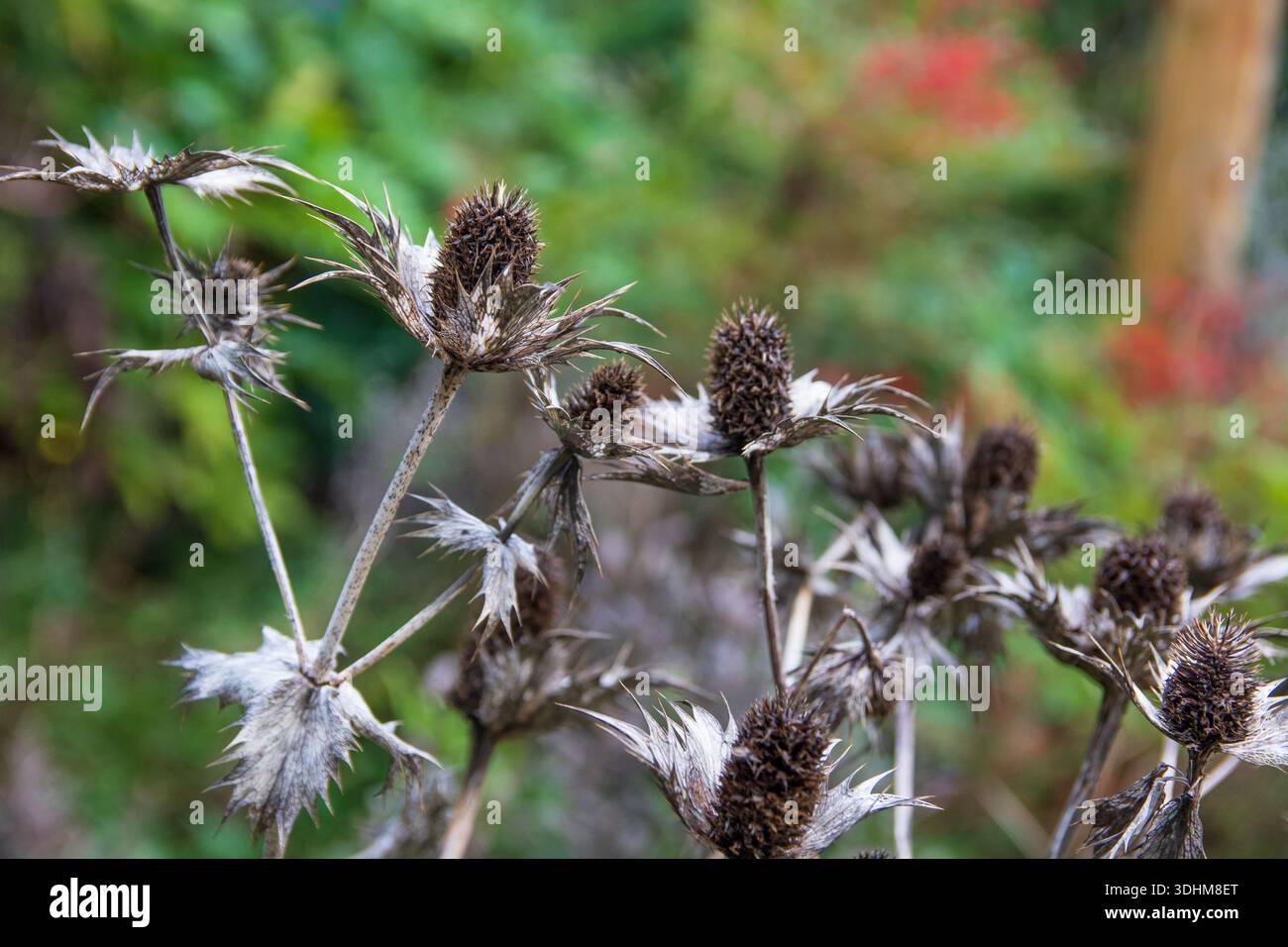 Têtes de graines séchées d'une plante de houx de mer en hiver. Nom botanique : Eryngium giganteum, communément connu sous le nom de Miss Willmott's Ghost. Banque D'Images