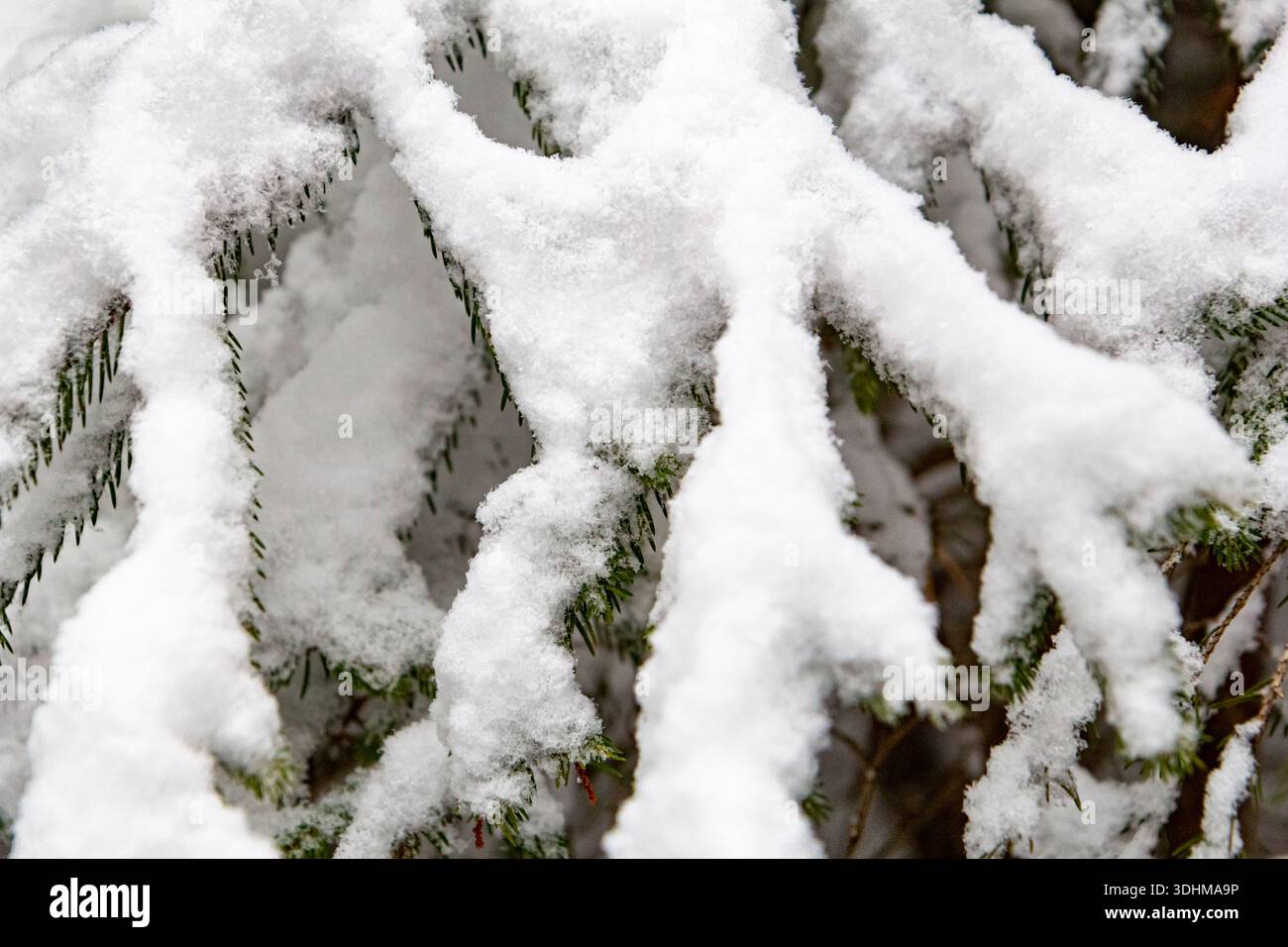 Gros plan hivernal de branches à feuilles persistantes alourdies par la neige profonde. Composition naturelle propre montrant le temps froid, le silence Banque D'Images