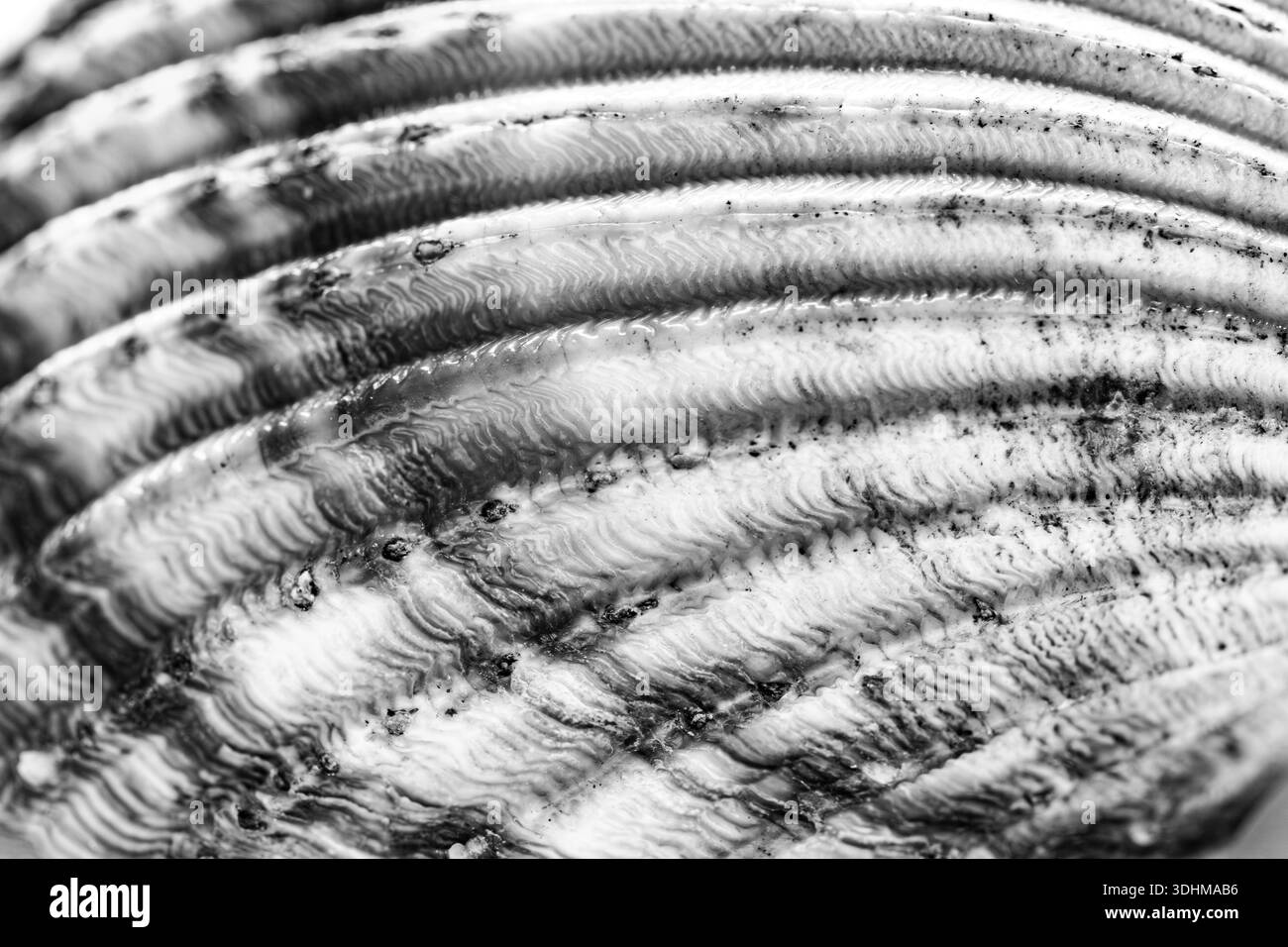 Macro noir et blanc de texture de coquille d'Acanthocardia tuberculata. Surface nervurée à contraste élevé de la coque commune. Motif marin abstrait, stru organique Banque D'Images