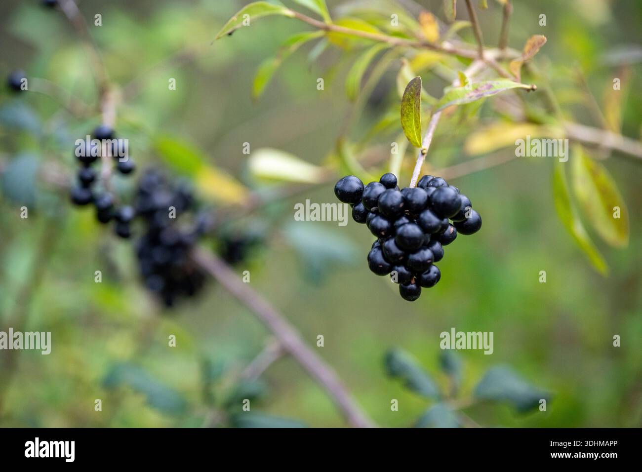 Baies communes (Ligustrum vulgare) poussant dans une haie dans la campagne anglaise, Royaume-Uni Banque D'Images