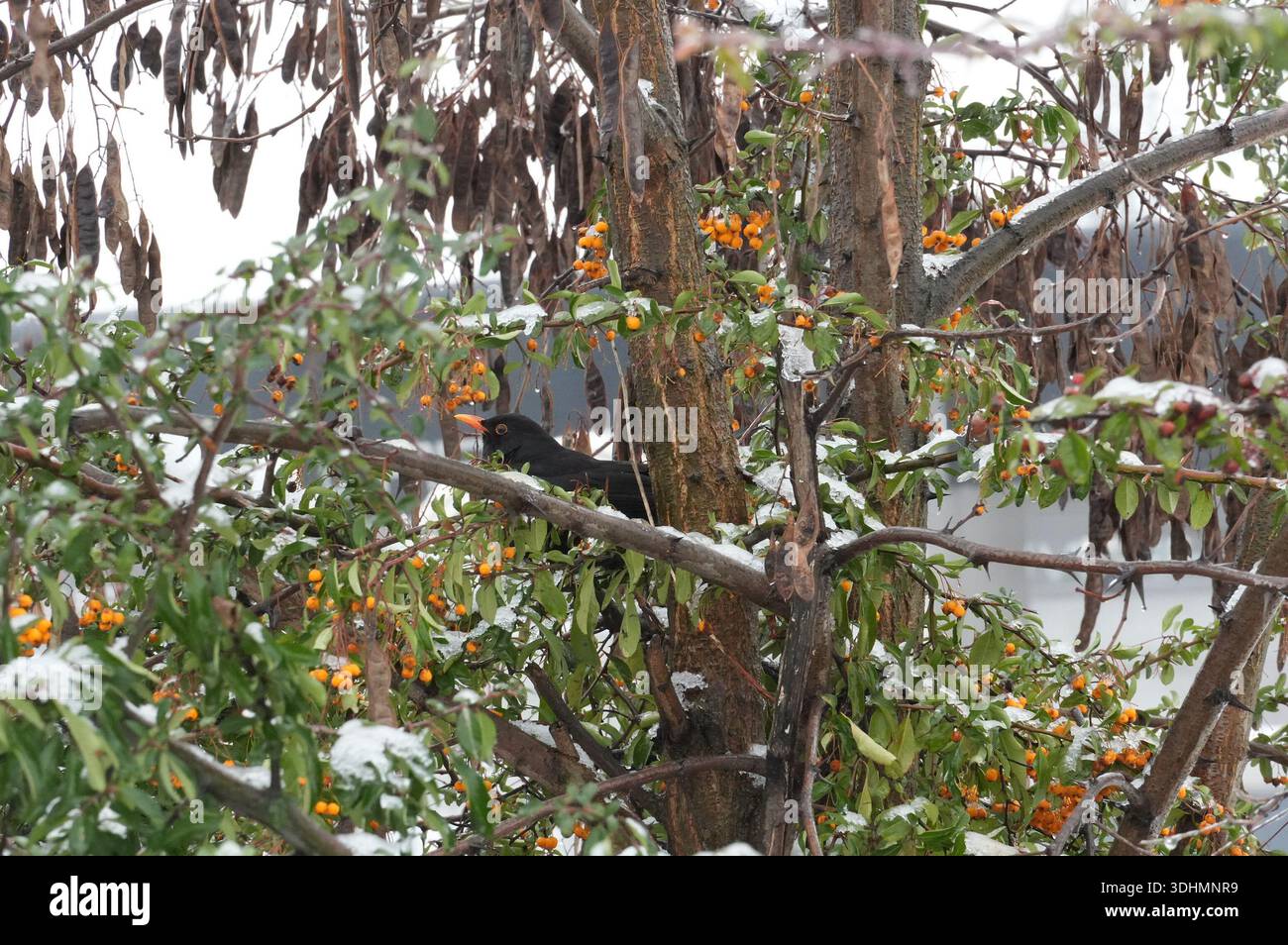 Corbeau assis sur un arbre couvert de neige en hiver. Banque D'Images