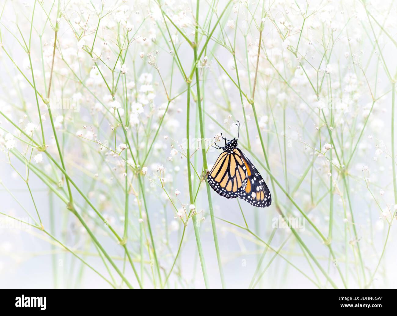 Macro d'un papillon monarque (danaus plexippus) reposant parmi les fleurs de souffle de bébé. Banque D'Images