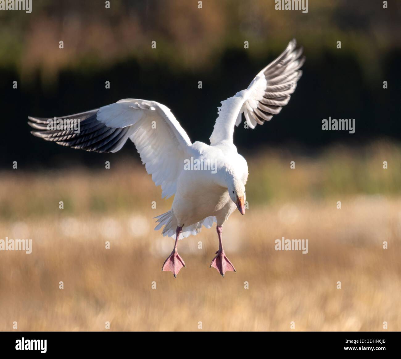 Atterrissage de l'oie des neiges (anser caerulescens) Banque D'Images