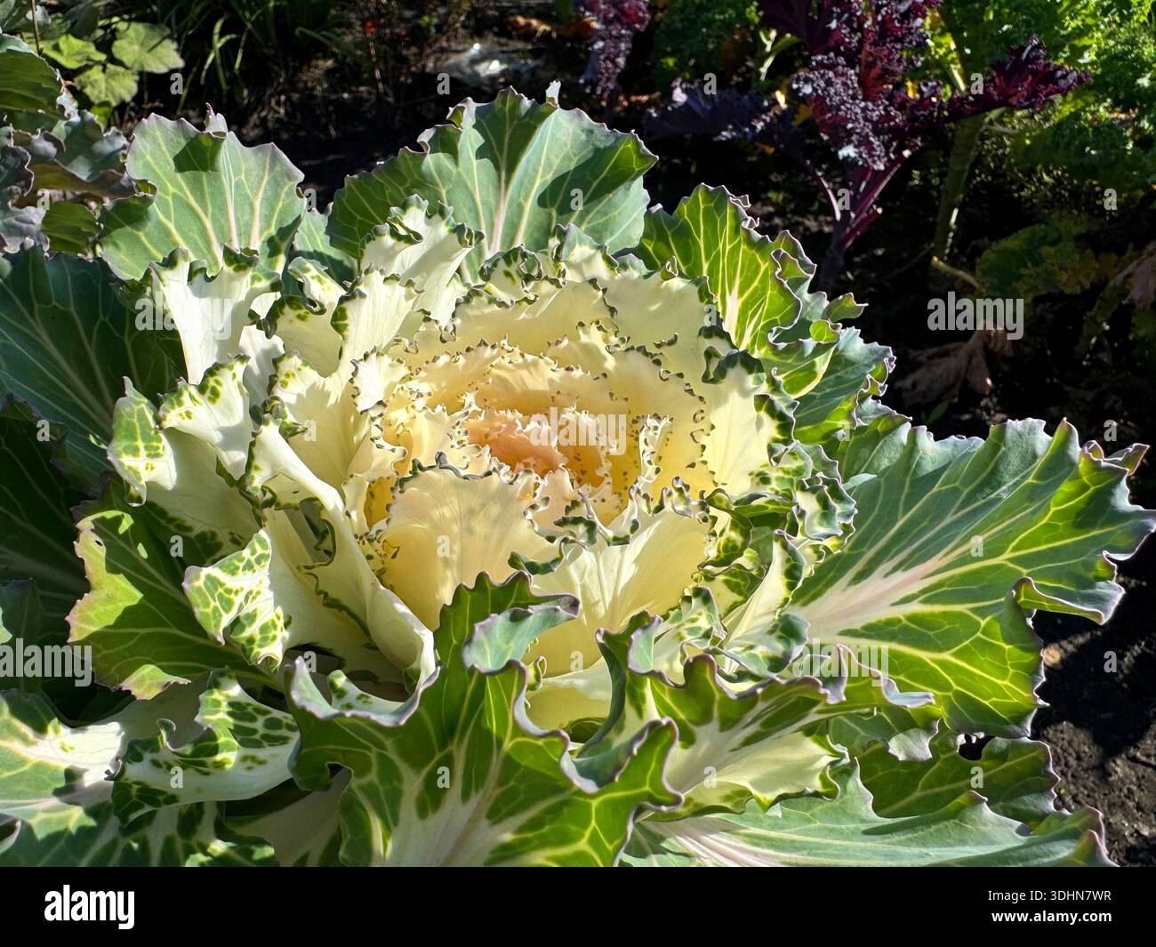 Brassica oleracea var. Acéphala chou Kale Banque D'Images