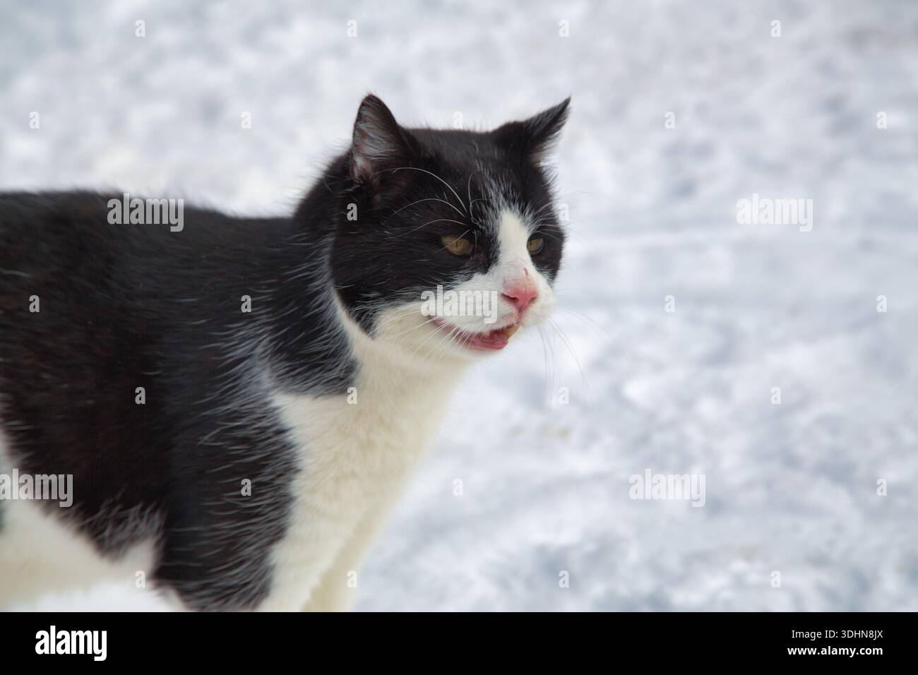 Un curieux chat noir et blanc dans les paysages enneigés de Montafon, Österreich. Banque D'Images