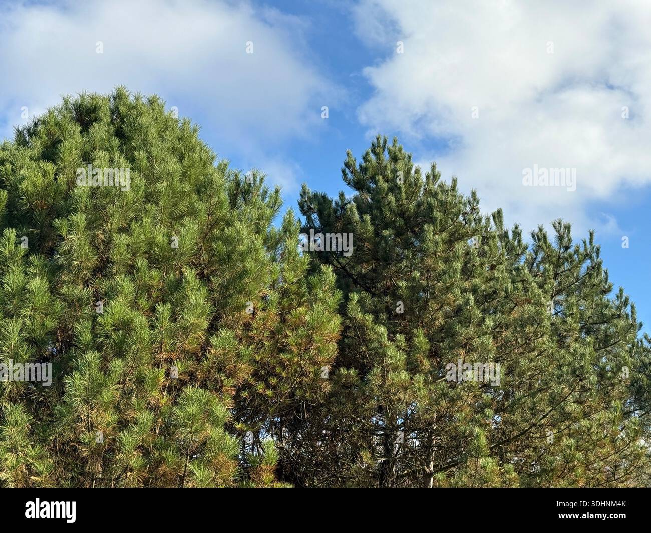 Pins dans la forêt de conifères Banque D'Images