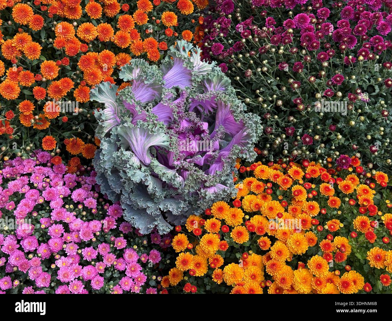 Chrysanthèmes fleurs et chou ornemental décor d'automne Banque D'Images