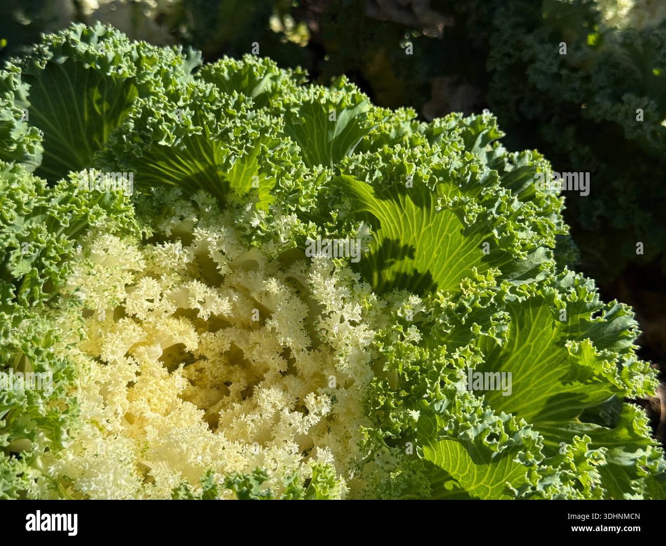 Choux ornementaux Brassica dans le jardin Banque D'Images
