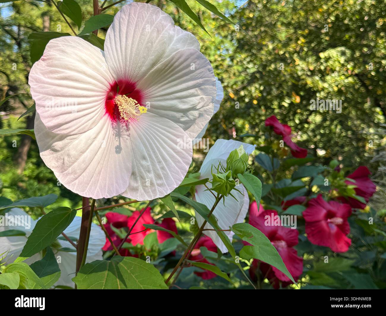 Hibiscus moscheutos Swamp rose mauve Banque D'Images