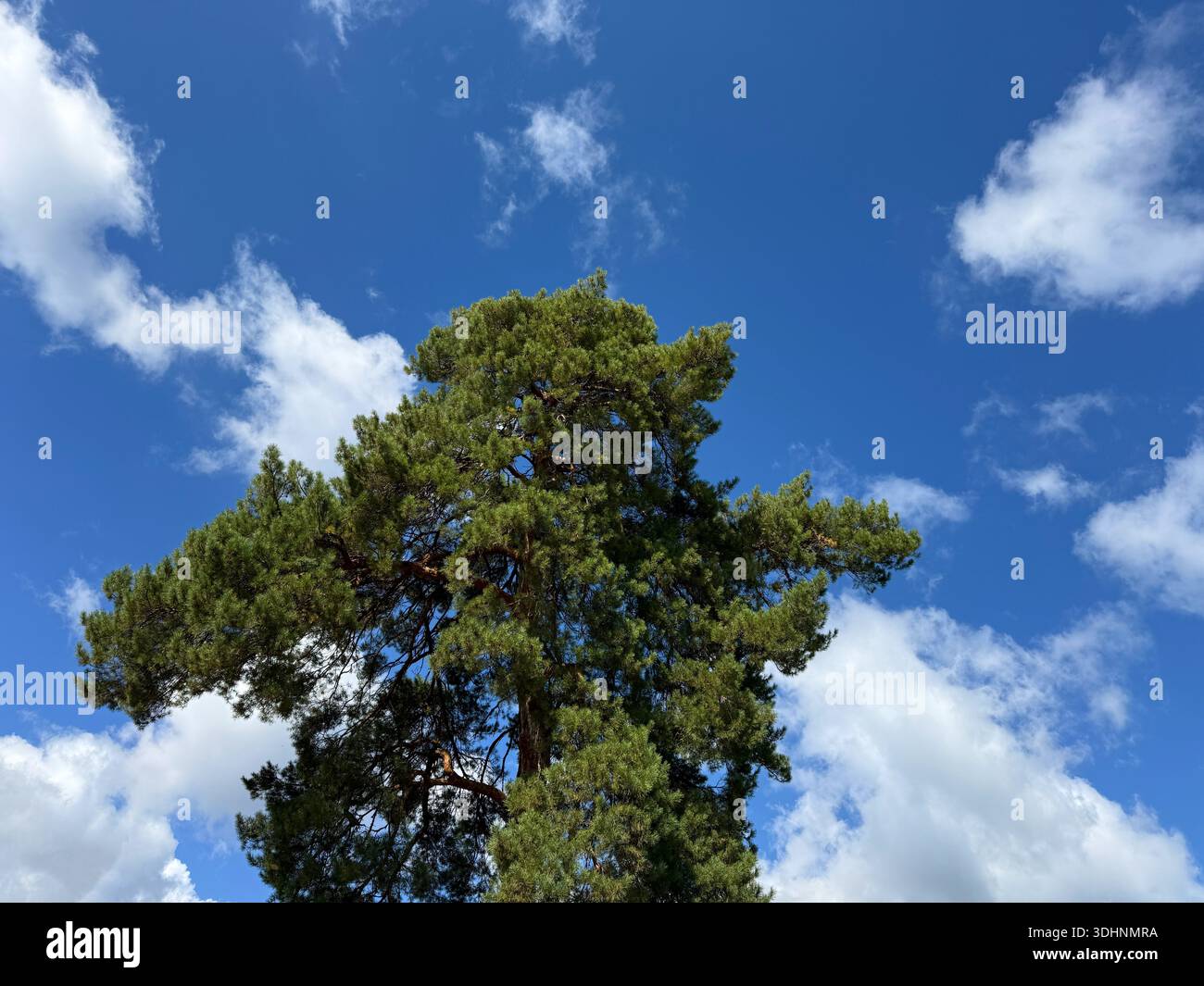 Pin contre le ciel et les nuages. Banque D'Images