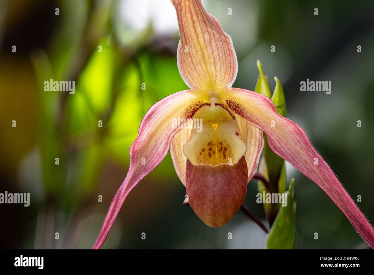 Belle orchidée de pantoufle de dame au jardin botanique d'Atlanta à Midtown Atlanta, Géorgie. (ÉTATS-UNIS) Banque D'Images