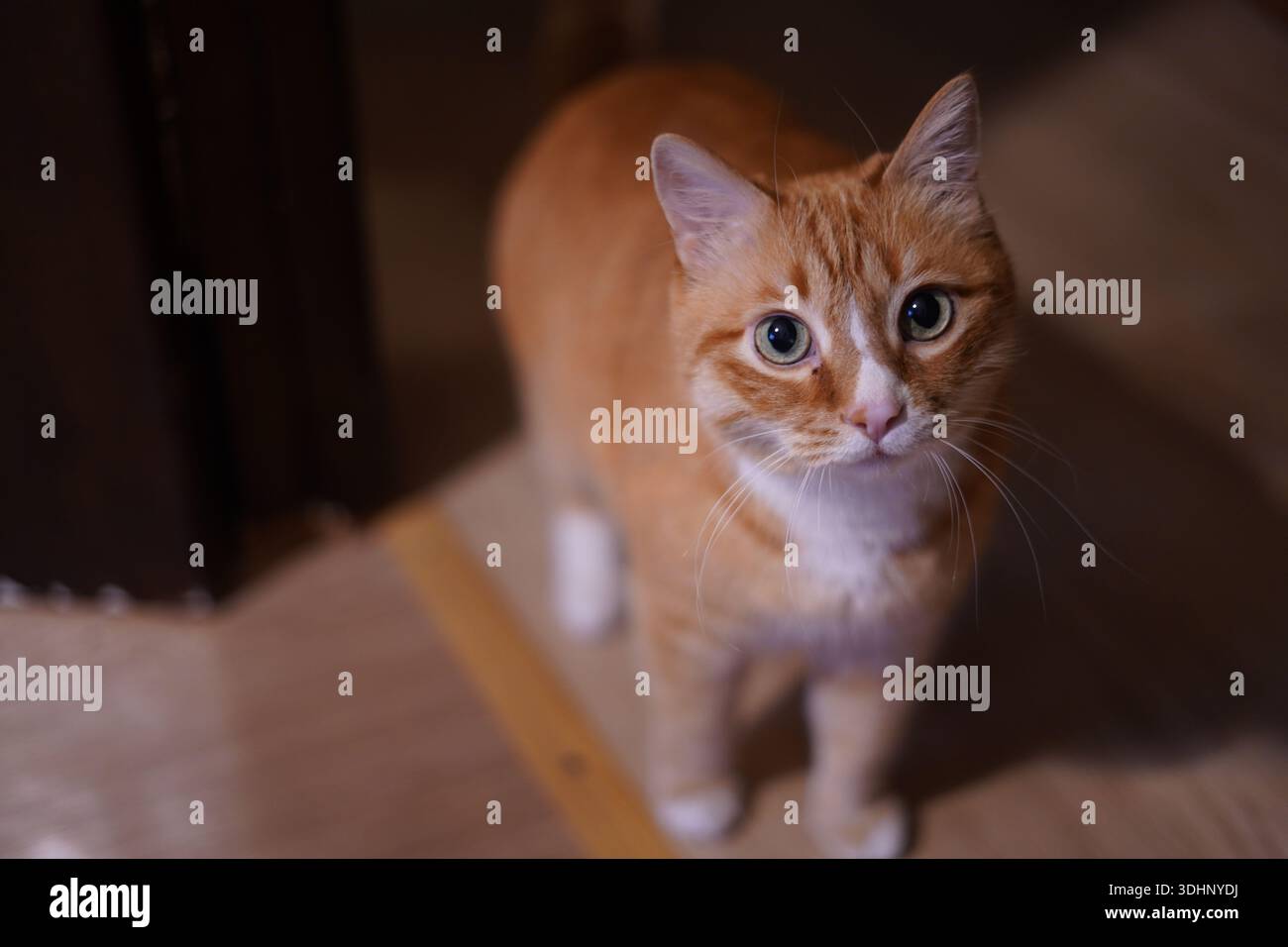 chat rouge avec les yeux verts regardant la caméra Banque D'Images