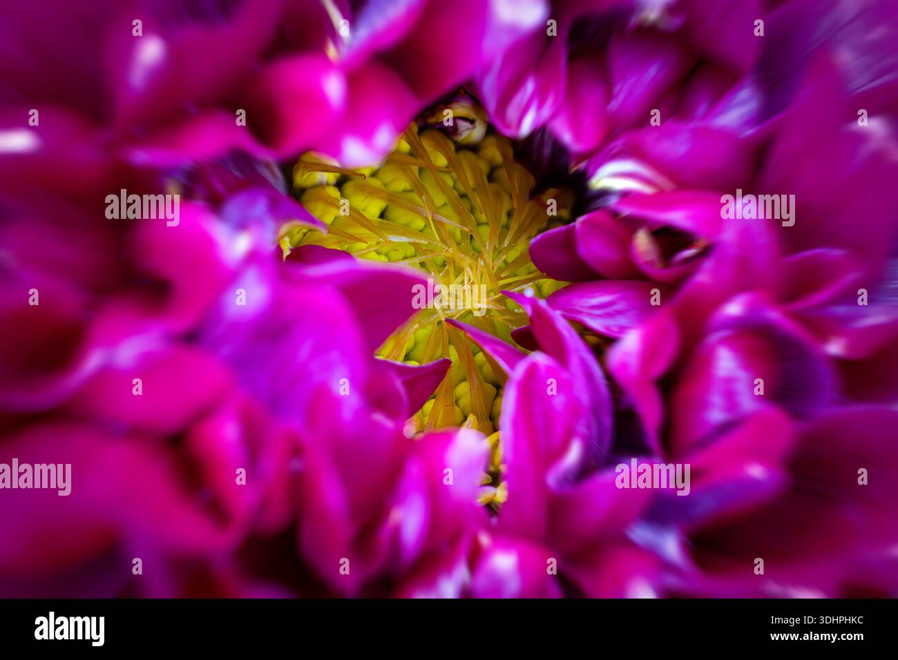 Honka Pink dahlia fleurs commencent à s'ouvrir Banque D'Images