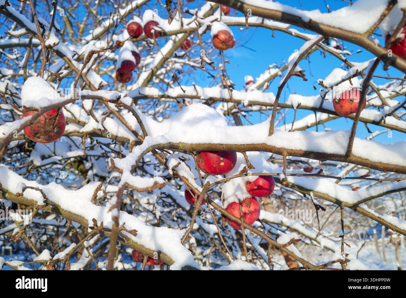 Pomme congelée couverte de neige dans un verger par une journée ensoleillée d'hiver, foyer sélectif. Banque D'Images