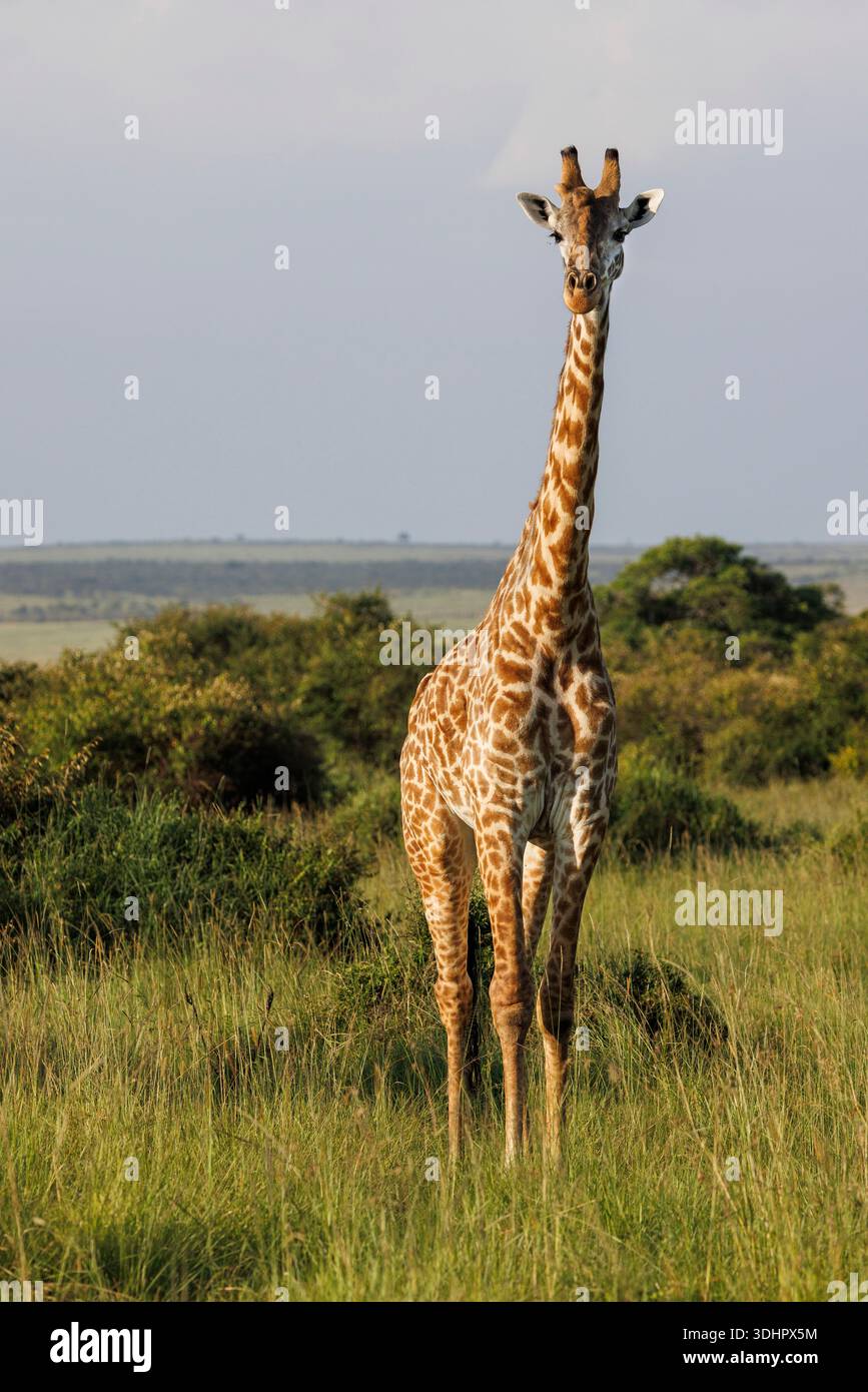 Une girafe adulte se promène dans la réserve nationale Masai Mara au Kenya. Banque D'Images