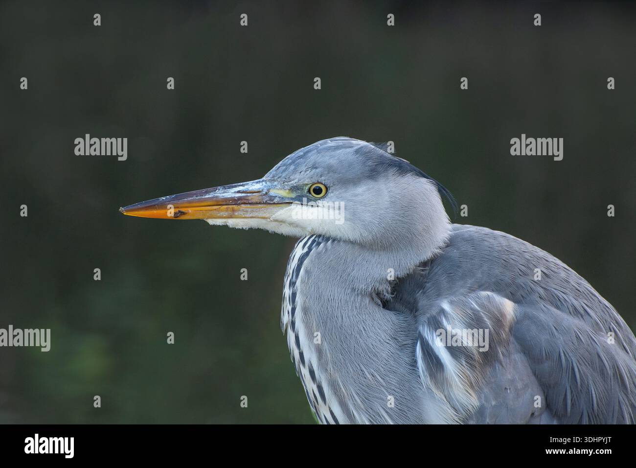 Héron gris solitaire (Ardea cinerea) sur les marais de Walthamstow, en hiver, Londres, Royaume-Uni. Banque D'Images