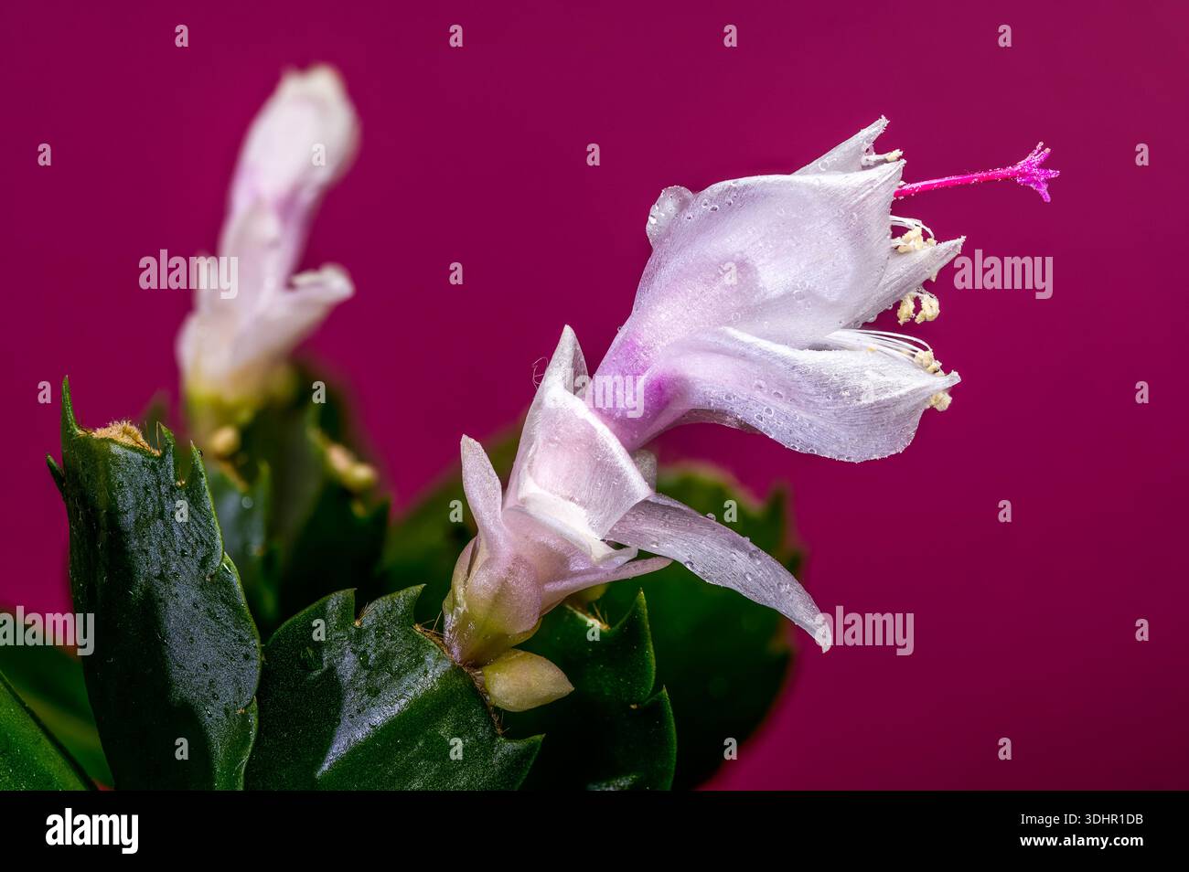 Fleurs de cactus de Noël roses et blanches sur fond rose magenta Banque D'Images