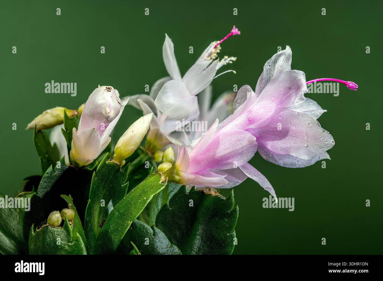 Gros plan de cactus de Noël blanc fleuri sur fond vert Banque D'Images