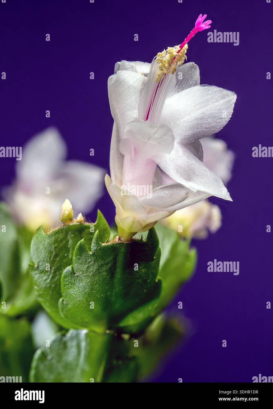 Fleur de cactus de Noël blanche et rose sur fond violet foncé Banque D'Images