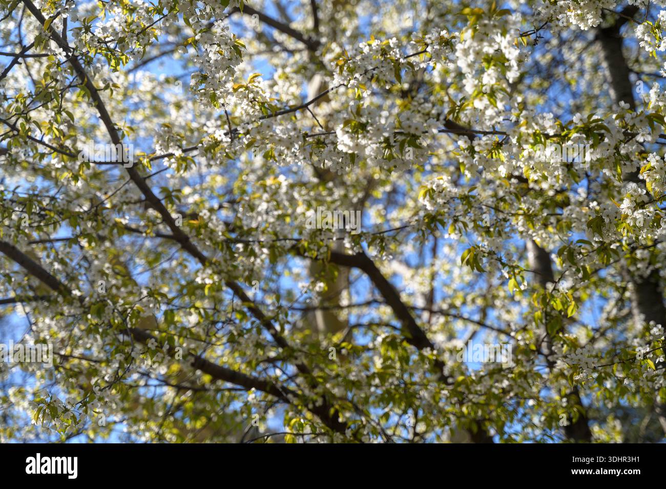 Cerisier fleuri avec des fleurs blanches contre un ciel bleu clair. Concept de réveil printanier, beauté naturelle et fond floral saisonnier pour le gard Banque D'Images