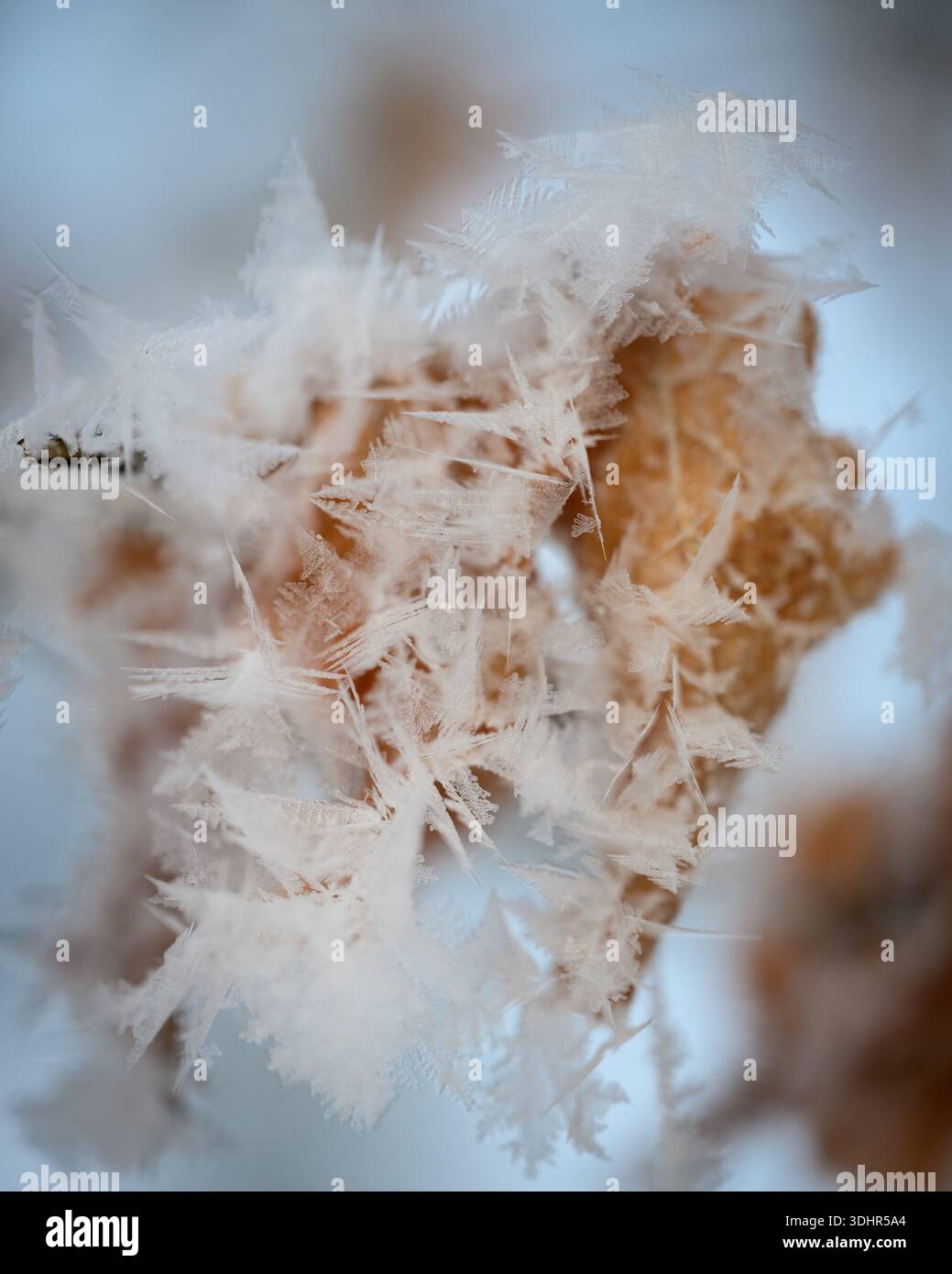 De délicats cristaux de hoarfrost s'étalent sur des feuilles brunes séchées sur une brindille. Tourné à l'extérieur par un froid matin d'hiver, le fond gris bleu doux isole le rasoir Banque D'Images