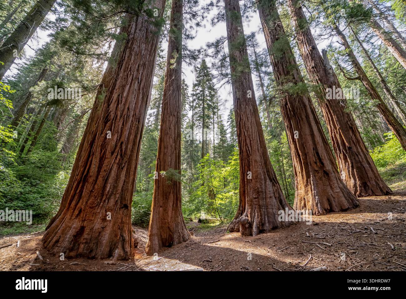 Une forêt avec un grand arbre au premier plan et plusieurs autres arbres en arrière-plan. Les arbres sont grands et ont une couleur brun rougeâtre Banque D'Images