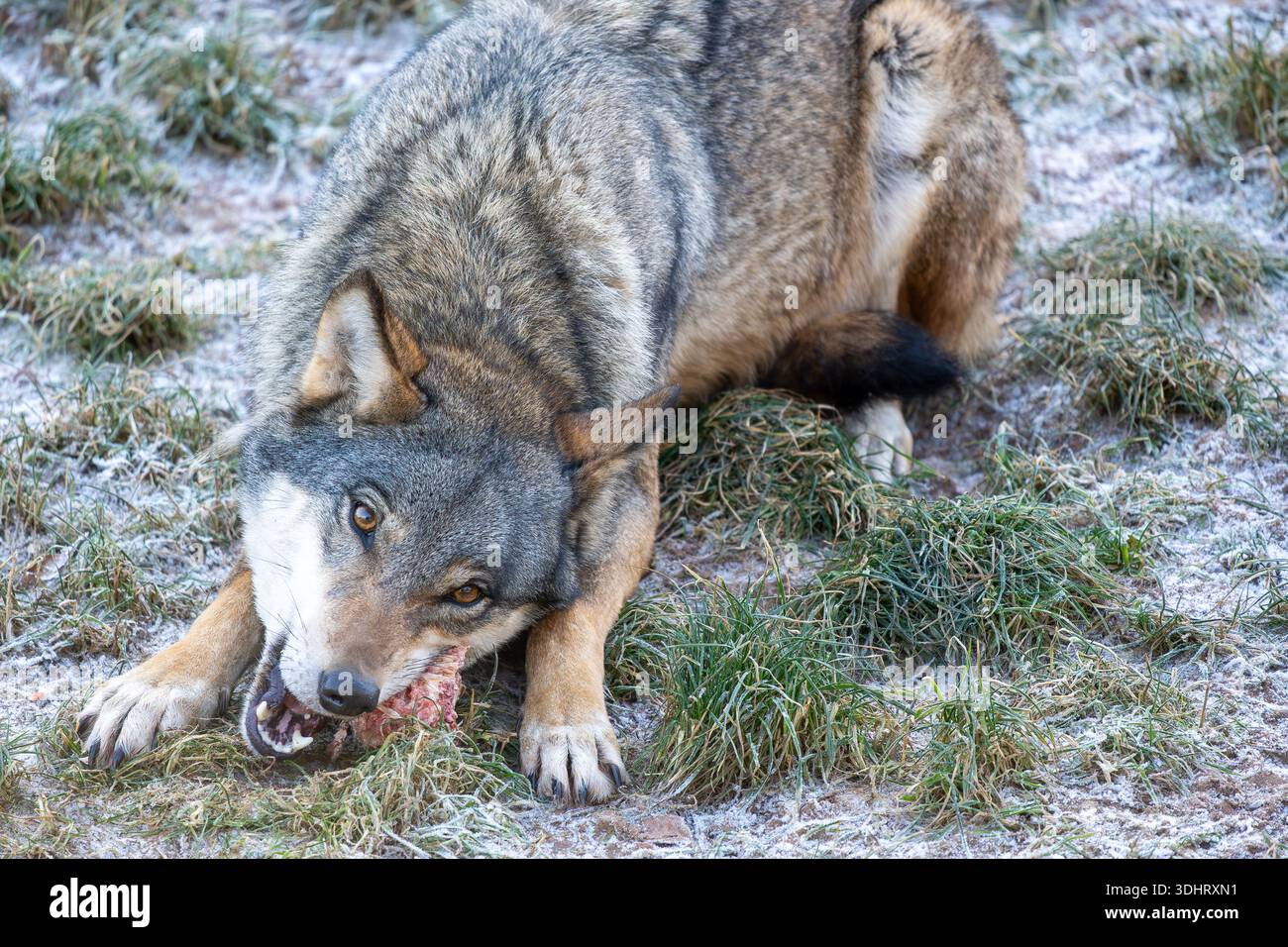 Un hybride gris loup-chien saisit un os tout en étant allongé dans l'herbe givrée. Les yeux ambrés et la fourrure rugueuse transmettent une énergie sauvage et primitive dans un cadre extérieur froid. Banque D'Images